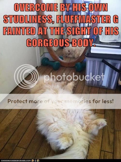 funny-cat-pictures-overcome-by-his-own-studliness-fluffmaster-g-fainted-at-the-sight-of-his-gorgeous-body.jpg