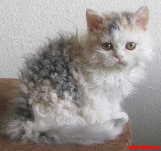Curly-hair-calico-kitten.jpg