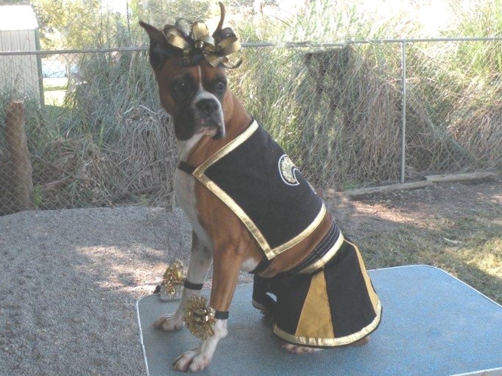 Boxer-Dog-as-Saint-Sensation-Cheerleader-new-orleans-saints-16834553-1024-768.jpg