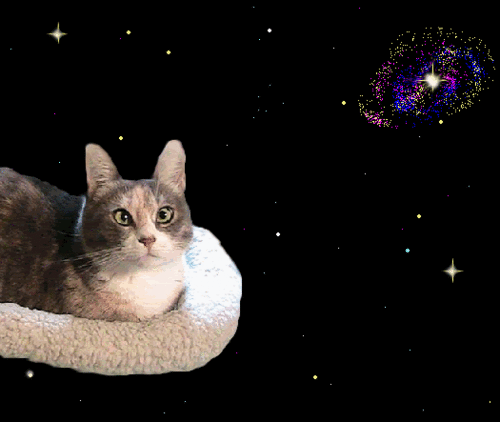 cat-magic-carpet-bed-catiewayne-dot-com.gif