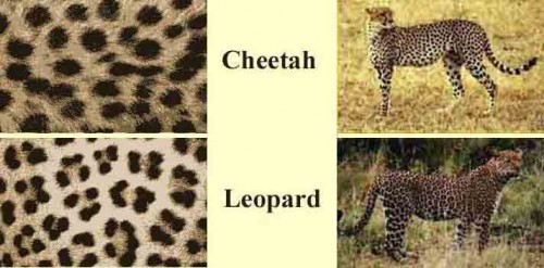 cheetah+vs.+leopard.jpg