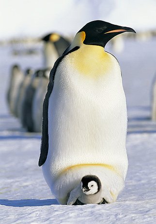 090618-07-greatest-animal-dads-emperor-penguin_big.jpg