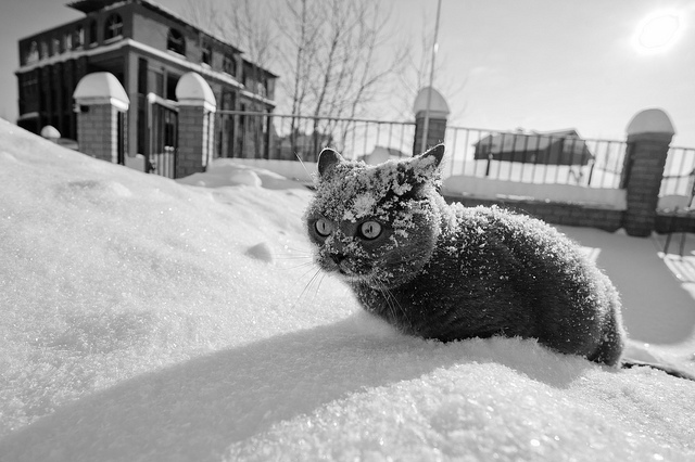 awn-cat-frozen-sad-snow-so-cold--Favim.com-73781.jpg