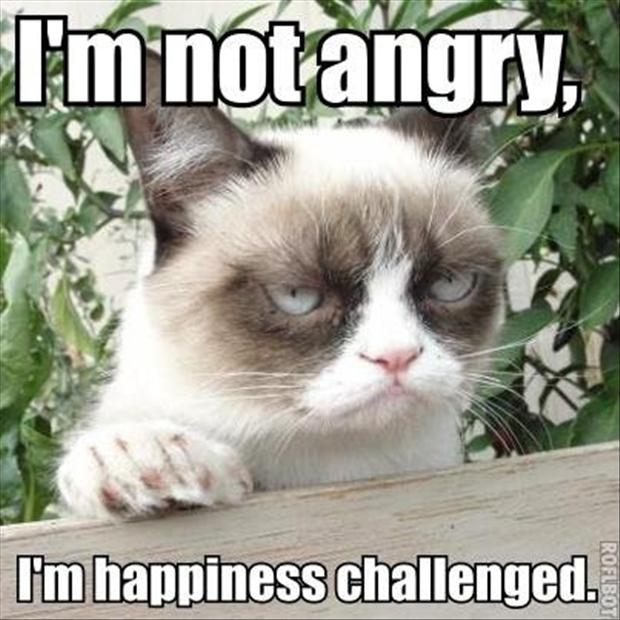 grumpy-cat-funny-cats.jpg