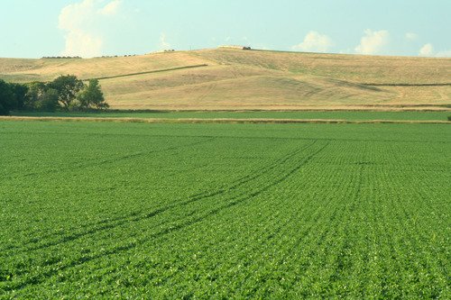 soybean-field-in-schuyler-nebraska-neb169.jpg