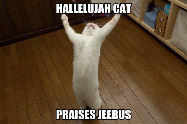 hallelujah-cat-praises-jeebus.jpg